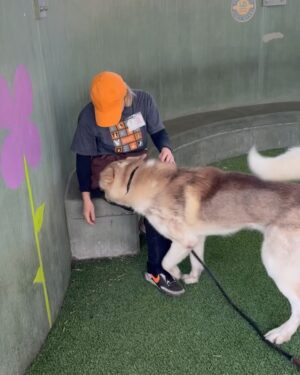 Jillian Michaels Instagram - Comment Max if you are interested in a beautiful healthy young husky?  He's been at the shelter 6 months.  Great with other dogs.  I will pay all fees and arrange it if he needs to travel to get to his new home. We have three including a cat and can't take another. 😞 @deshannamarie went to pick up some fosters and fell in love with this big guy.