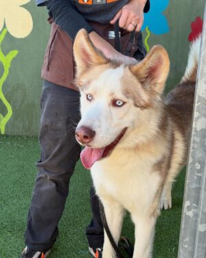 Jillian Michaels Instagram - Comment Max if you are interested in a beautiful healthy young husky?  He's been at the shelter 6 months.  Great with other dogs.  I will pay all fees and arrange it if he needs to travel to get to his new home. We have three including a cat and can't take another. 😞 @deshannamarie went to pick up some fosters and fell in love with this big guy.