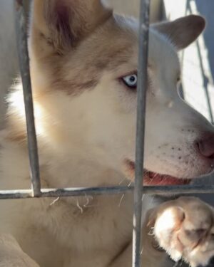 Jillian Michaels Instagram - Comment Max if you are interested in a beautiful healthy young husky?  He's been at the shelter 6 months.  Great with other dogs.  I will pay all fees and arrange it if he needs to travel to get to his new home. We have three including a cat and can't take another. 😞 @deshannamarie went to pick up some fosters and fell in love with this big guy.