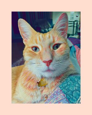 Judy Greer Instagram - IF YOU LIVE IN OHIO! This gorgeous creature needs a home! His name is Crash - he’s healthy, neutered, vaccinated, ten years old, and a real sweetheart.

He’s currently at Wyandotte Adoption Center - you can call the number below to make an appointment and meet him (he might not be on the website yet). You should come prepared with a cat carrier because you’ll want to take him home!!!

Wyandotte Adoption: 419-294-4477