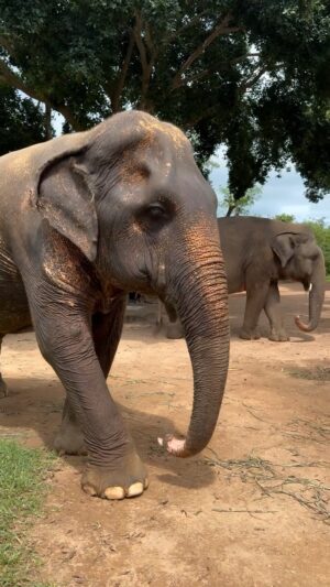 Julie Bertin Instagram - Retour sur cette journée au @samuielephantsanctuary 🐘💚. Un refuge pour les éléphants rescapés de maltraitances, où ils retrouvent peu à peu paix et liberté. 

* * La grandeur de cet animal, sa douceur contrastant avec sa force physique, touche souvent à quelque chose de très intime .. j’ai eu la chance de croiser son regard, je ne pourrai pas vous expliquer cette sensation, le temps s’est arrêté j’ai pleuré, Il y a dans cette rencontre une dimension d’émerveillement, comme si on se connectait à une sagesse ancestrale. Un vrai sentiment d’humilité et de respect face à un être d’une telle majesté 🐘 . Encore un joli rêve de réalisé 🤍💫