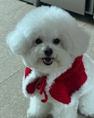 Jung Chae-yeon Instagram - 🎄