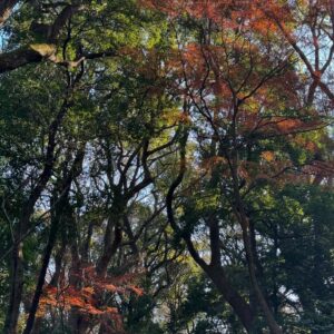 Juri Ueno Instagram - 新年、あけましておめでとうございます⛩🎍🌅🐍

明日はフジtvドラマ「監察医　朝顔　新春スペシャル」が
夜9時から放送です📺🌃

2年ぶりの放送となります。
子供達も成長し、オリジナルキャスト全員勢揃いです♪
ぜひご覧ください👘🏔️😊

みなさんにとって、素晴らしい一年となりますように🌿
今年もどうぞ、よろしくお願い申し上げます💐🙇

#監察医朝顔
@shunsukekzm 
@yuzuna_nagase
#中村千歳