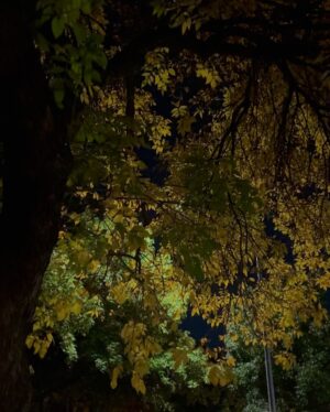 Karen Fukuhara Instagram - Spooky season is over why is my life still spooky