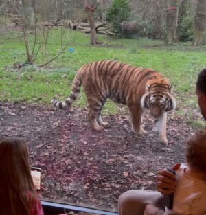 Kate Wright Instagram - A very special birthday morning for our Cree Cree 🐅
@portlympnepark
