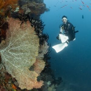 Kelly Tandiono Instagram - Hello from Raja Ampat ❤️ 
.
Can you spot the Wobbegong sleeping on the coral? 
.
📸 @ferry_mozard 
.
#Diving #Diver #Ocean #OceanLife #AnakLaut  #RajaAmpat #Misool #Indonesia