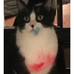Kirsten Vangsness Instagram - The most magical, cosmic and magnificent of creatures known at Atreyu left the planet yesterday. I am the kind of horrible sad that comes from feeling the most beautiful kind of love. I will forever be astonished at how cute their stretched out paws could be. Let us all breathe in how glorious it is to love and be loved by creatures. PS That final picture was literally taken the evening that David Bowie left the planet. Atreyu rubbed their body against some chalk on the chalkboard wall I have. It was the only time it ever happened and further proof of his magic by being cat #alladinsane