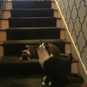 Kirsten Vangsness Instagram - The most magical, cosmic and magnificent of creatures known at Atreyu left the planet yesterday. I am the kind of horrible sad that comes from feeling the most beautiful kind of love. I will forever be astonished at how cute their stretched out paws could be. Let us all breathe in how glorious it is to love and be loved by creatures. PS That final picture was literally taken the evening that David Bowie left the planet. Atreyu rubbed their body against some chalk on the chalkboard wall I have. It was the only time it ever happened and further proof of his magic by being cat #alladinsane