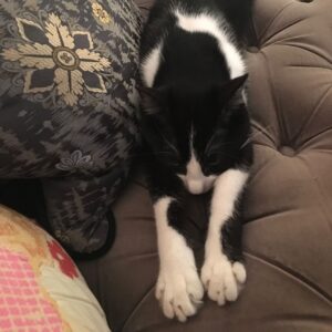 Kirsten Vangsness Instagram - The most magical, cosmic and magnificent of creatures known at Atreyu left the planet yesterday. I am the kind of horrible sad that comes from feeling the most beautiful kind of love. I will forever be astonished at how cute their stretched out paws could be. Let us all breathe in how glorious it is to love and be loved by creatures. PS That final picture was literally taken the evening that David Bowie left the planet. Atreyu rubbed their body against some chalk on the chalkboard wall I have. It was the only time it ever happened and further proof of his magic by being cat #alladinsane
