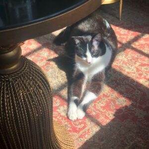 Kirsten Vangsness Instagram - The most magical, cosmic and magnificent of creatures known at Atreyu left the planet yesterday. I am the kind of horrible sad that comes from feeling the most beautiful kind of love. I will forever be astonished at how cute their stretched out paws could be. Let us all breathe in how glorious it is to love and be loved by creatures. PS That final picture was literally taken the evening that David Bowie left the planet. Atreyu rubbed their body against some chalk on the chalkboard wall I have. It was the only time it ever happened and further proof of his magic by being cat #alladinsane