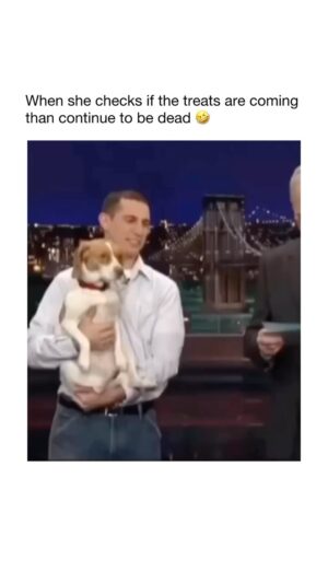 Kristin Bauer Instagram - Thank god for #dogs !

(Lived @letterman )