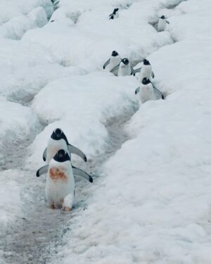 Laura Wontorra Instagram - Expeditionswoche 3 ❄️🛳️ neigt sich dem Ende zu und damit auch die aufregende Reise in die Antarktis –  dem fünftgrößter Kontinent unserer Erde! Meine siebte noch fehlende Kontinentnadel  habe ich gesteckt und einen Ort gesehen, der mich unglaublich fasziniert hat 💙 Die letzten Tage an Bord der HANSEATIC inspiration waren wie eine Reise in eine andere Welt: Eisberge, die schimmern wie Diamanten, Pinguine in ihrem natürlichen Lebensraum, Wale nur Meter vom Zodiac entfernt und eine Stille, die so kraftvoll ist, dass sie einem den Atem raubt. Ähnlich wie das Eisbad auf Deception Island! #ididit 💪 und zum krönenden Abschluss noch ein echtes nautisches Highlight mit dem Kap Hoorn ⚓️

Was diese Expedition so besonders macht? Dank des großartigen Teams von @hapaglloydcruises habe ich nicht nur die unberührte Natur hautnah erlebt, sondern auch so viel gelernt – über die Region, die Tierwelt und die Bedeutung von nachhaltigem Reisen.
Danke an das ganze Team für dieses unvergessliche Erlebnis. ❤ |Anzeige

#HANSEATICinspiration #hapaglloydcruises #hlcruises #hapaglloydexpeditions