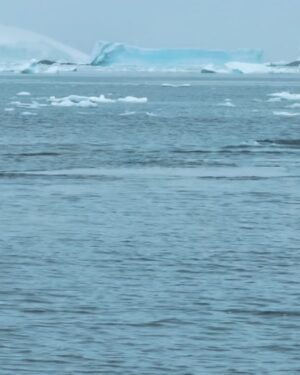 Laura Wontorra Instagram - Expeditionswoche 3 ❄️🛳️ neigt sich dem Ende zu und damit auch die aufregende Reise in die Antarktis –  dem fünftgrößter Kontinent unserer Erde! Meine siebte noch fehlende Kontinentnadel  habe ich gesteckt und einen Ort gesehen, der mich unglaublich fasziniert hat 💙 Die letzten Tage an Bord der HANSEATIC inspiration waren wie eine Reise in eine andere Welt: Eisberge, die schimmern wie Diamanten, Pinguine in ihrem natürlichen Lebensraum, Wale nur Meter vom Zodiac entfernt und eine Stille, die so kraftvoll ist, dass sie einem den Atem raubt. Ähnlich wie das Eisbad auf Deception Island! #ididit 💪 und zum krönenden Abschluss noch ein echtes nautisches Highlight mit dem Kap Hoorn ⚓️

Was diese Expedition so besonders macht? Dank des großartigen Teams von @hapaglloydcruises habe ich nicht nur die unberührte Natur hautnah erlebt, sondern auch so viel gelernt – über die Region, die Tierwelt und die Bedeutung von nachhaltigem Reisen.
Danke an das ganze Team für dieses unvergessliche Erlebnis. ❤ |Anzeige

#HANSEATICinspiration #hapaglloydcruises #hlcruises #hapaglloydexpeditions