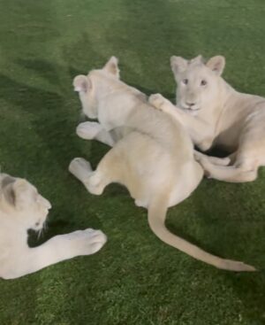 Lauren Cruz Instagram - J’ai découvert ce refuge animalier @albuqaish.jungle2 à dubai qui accueille les animaux abandonnés mais également les éduques des leur naissance. Le propriétaire m’a permis de pouvoir les toucher sous sa présence. Il les a éduqué avec amour et j’ai ressenti cela dès que j’ai mis un pied dans ce refuge. Ce n’ai pas un simple zoo mais réellement un endroit où les animaux reçoivent l’aide et l’amour dont ils ont besoin. ❤️ j’oublierai jamais ce moment, où la peur et l’émerveillement d’être aussi proche de ses animaux libres ne faisaient qu’un !