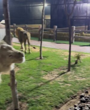 Lauren Cruz Instagram - J’ai découvert ce refuge animalier @albuqaish.jungle2 à dubai qui accueille les animaux abandonnés mais également les éduques des leur naissance. Le propriétaire m’a permis de pouvoir les toucher sous sa présence. Il les a éduqué avec amour et j’ai ressenti cela dès que j’ai mis un pied dans ce refuge. Ce n’ai pas un simple zoo mais réellement un endroit où les animaux reçoivent l’aide et l’amour dont ils ont besoin. ❤️ j’oublierai jamais ce moment, où la peur et l’émerveillement d’être aussi proche de ses animaux libres ne faisaient qu’un !