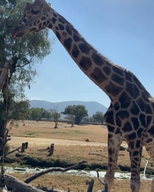 Lesslie Polinesia Instagram - Hoy celebramos el primer cumpleaños de mi hija🦒🤍✨

Nunca me había imaginado siendo mamá, pero la vida me dio este regalo tan maravilloso, y puedo decir que ha sido la experiencia más hermosa y transformadora de mi vida.

Alquimia, mi hija preciosa, te amo con todo mi ser. Hoy celebro tu vida porque eres lo más hermoso que me ha pasado, mi mayor bendición, y la razón por la que mi corazón late con más fuerza cada día.

Agradezco profundamente a cada persona que ha estado a su lado, que la ha llenado de cariño, cuidado y enseñanzas. Cada aprendizaje, cada gesto de amor hacia ella, se lleva un pedacito de mi corazón y me llena de gratitud infinita.

Gracias a la  familia y a quienes forman parte de su mundo por ser un apoyo incondicional. Sus muestras de amor no solo marcan su vida, sino también la mía.

Gracias mi vida por llenarme de amor, de enseñarme lo que realmente importa y de hacerme sentir la persona más afortunada del mundo.

Te amo  mi hija hermosa 🤍🦒