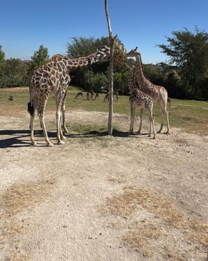 Lesslie Polinesia Instagram - Hoy celebramos el primer cumpleaños de mi hija🦒🤍✨

Nunca me había imaginado siendo mamá, pero la vida me dio este regalo tan maravilloso, y puedo decir que ha sido la experiencia más hermosa y transformadora de mi vida.

Alquimia, mi hija preciosa, te amo con todo mi ser. Hoy celebro tu vida porque eres lo más hermoso que me ha pasado, mi mayor bendición, y la razón por la que mi corazón late con más fuerza cada día.

Agradezco profundamente a cada persona que ha estado a su lado, que la ha llenado de cariño, cuidado y enseñanzas. Cada aprendizaje, cada gesto de amor hacia ella, se lleva un pedacito de mi corazón y me llena de gratitud infinita.

Gracias a la  familia y a quienes forman parte de su mundo por ser un apoyo incondicional. Sus muestras de amor no solo marcan su vida, sino también la mía.

Gracias mi vida por llenarme de amor, de enseñarme lo que realmente importa y de hacerme sentir la persona más afortunada del mundo.

Te amo  mi hija hermosa 🤍🦒