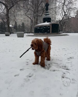 Lo Bosworth Instagram - White Christmas Eve and a stick to boot! 🐶 👩‍❤️‍👨
