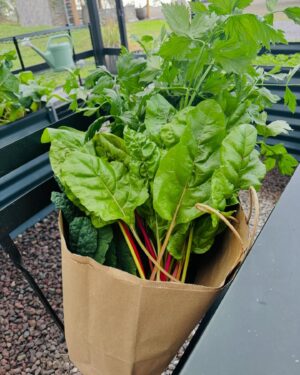Maggie Q Instagram - First harvest of the New Year! When I work in my greenhouse I lose all space and time. I can garden until the sun goes down. I hope in 2025 you can indulge in something you love so much, it takes no effort. ♥️🥬🥕🌽🥒🍅🥑🍊❤️