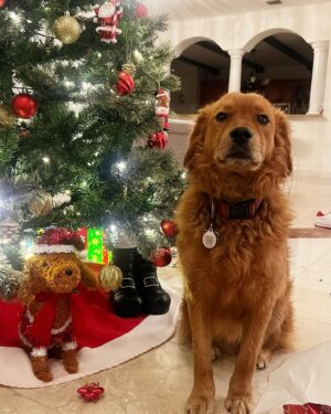 Maura Rivera Instagram - Feliz Navidad amor y paz en sus hogares 🎄🎄🎄🎄✨✨✨✨🎅🏽🎅🏽🎅🏽🎅🏽 ⛄️⛄️⛄️⛄️#feliznavidad