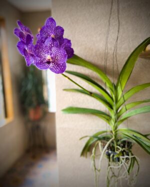 Meghna Gulzar Instagram - a bloom a day…