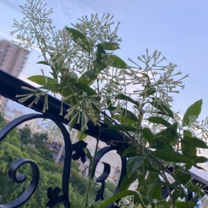 Meghna Gulzar Instagram - The scent of evening…
रात की रानी 
#cestrumnocturnum
