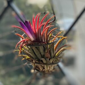 Meghna Gulzar Instagram - Sometimes just love and fresh air are enough. 
#tillandsia