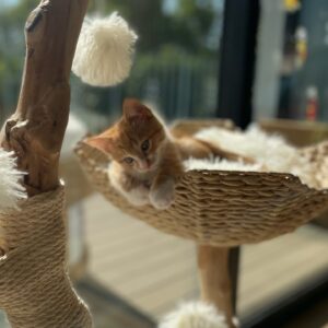 Melanie Lynskey Instagram - Welcome to the family Donut Gingy Gingerbread Simith MeowMeow