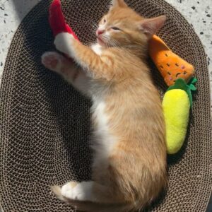 Melanie Lynskey Instagram - Welcome to the family Donut Gingy Gingerbread Simith MeowMeow