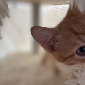 Melanie Lynskey Instagram - Welcome to the family Donut Gingy Gingerbread Simith MeowMeow