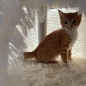 Melanie Lynskey Instagram - Welcome to the family Donut Gingy Gingerbread Simith MeowMeow