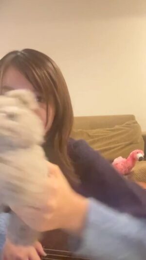 Moka Kamishiraishi Instagram - 弾き語り練習ライブ(お手柔らかに)
※次やるときまでのこします

16/andymori
セツナ/サニーデイサービス
プール/スピッツ
猫になりたい/スピッツ
Friday I’m in Love/ The Cure
(敬称略)