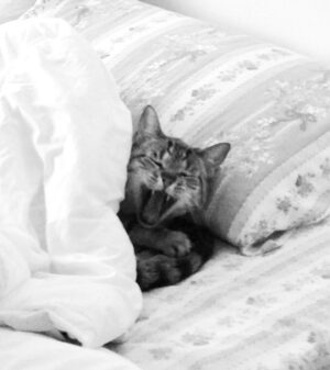 Natalia Reyes Instagram - 💔 🐈 👼 Cómo despide uno a alguien después de 22 años? Mi viejito Bartolo hoy dejó este plano después de nada menos que 22 años de camino juntos, un gato que era parte de la familia, testigo fiel, amoroso, paciente y silencioso de nuestra historia 🤍 GRACIAS por tanto, te amaremos para siempre, Rayo te va a extrañar ⚡️gracias eternas a @giraldo__l por habernos dado esta dosis tan larga de amor. Buen viaje Bartolito💫 

•

💔 🐈 👼 How does one say goodbye to someone after 22 years? My old Bartolo left this world today after no less than 22 years of walking together, a cat who was part of my family, a faithful, loving, patient and silent witness to our history 🤍 We’ll always love you, Rayo will miss you ⚡️ eternal thanks to @giraldo__l for having given us this long dose of love. Fly high, Bartolito💫