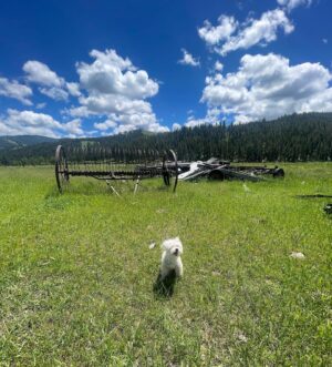 Natalie Alyn Lind Instagram - proud of you my cowboy 🤠 @kaicaster @yellowstone tonight.