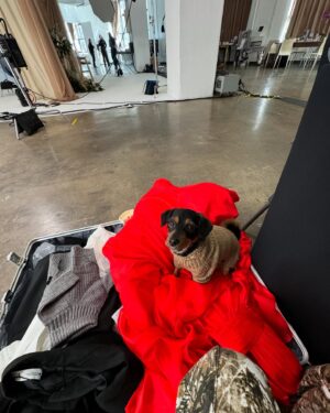 Natalie Negrotti Instagram - Feliz Navidad from me and Papi! 🎁🎄🐶❄️ how cute is Papi in my luggage 🙈

Thank you @evolvemkd @revanceaesthetics and the amazing glam team for the beautiful holiday photos!!!