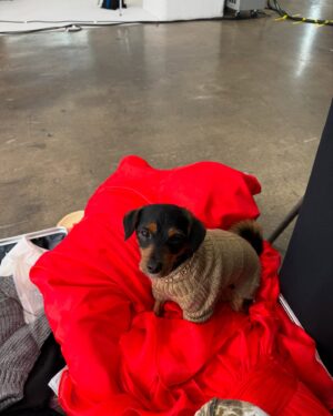 Natalie Negrotti Instagram - Feliz Navidad from me and Papi! 🎁🎄🐶❄️ how cute is Papi in my luggage 🙈

Thank you @evolvemkd @revanceaesthetics and the amazing glam team for the beautiful holiday photos!!!