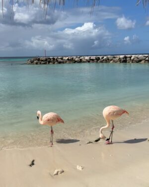 Oriana Marzoli Instagram - Me tienes enamorada Aruba*🦩🐠 estáis preparados para todas las fotos que voy a subir estos días? Ufff, os juro que no puedo estar más feliz aquí, todo es precioso, la gente es encantadora, el hotel, las playas, la comida…🌴😍✨ 

Aruba mi hai rubato il cuore* 🦩🐠 Ragazzi voi siete pronti per tutte le foto che pubblicherò in questi giorni?mi sonó innamorata di questo posto meraviglioso, della gente, dell’albergo, cibo, il mare…🌴😍✨