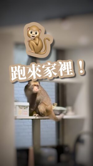 Phoebe Yuan Instagram - 🐒