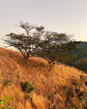 Pichukkana Wongsarattanasin Instagram - ยังชอบท้องฟ้าหน้าหนาวที่สุด :) ☀️🌳❄️

#ไร่ลุงลอน 🏕️🧡 เพื่อนสนิทที่แพร่แนะนำว่าคิงต้องไปพักหื้อได้เน้ออ~ รีบจองตั้งแต่ตุลาเลย แล้วก็ไม่ผิดหวังจริงๆ ชอบมากๆ ทั้งวิว บรรยากาศ หมูทะ คาเฟ่ ห้องพักก็มีให้เลือกหลายแบบ เจ้าของน่ารักดูแลดีมากๆค่ะ 🩵  #คิดถึงบ้านอีกแล้ววว 🥹 #แพร่
