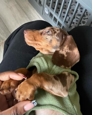 Precious Mustapha Instagram - 🍪🐾 NOLA 🐾🍪