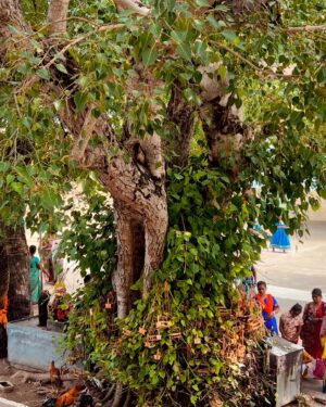 Preethiga Instagram - ஆறுமுகம் படைத்த ஐயா வருக
நீறிடும் வேலவன் நித்தம் வருக
சிரகிரி வேலவன் சீக்கிரம் வருக!
சரவண பவனார் சடுதியில் வருக🙏✨
.
#muruganarul #appa