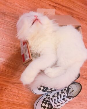 Queen Wei Instagram - 謝謝你，我愛你我的寶貝啾。

-

謝謝你等我回來把你接回家，
謝謝你在最後一刻還這麼貼心。

再捨不得也要捨得了，
我們有好好的說再見了，
最後一刻也把你緊緊抱著，
你準備好了我就準備好了，
你慢慢的失去呼吸和心跳，
想笑著送你離開可是對不起真的太難，
我還不知道怎麼面對沒有你的每一天。

希望在未來如果我們再相見，
你一定也要找到我認出我，
我也會飛快的朝你奔去。

-

謝謝你給我你的一輩子，
不管你在哪你去了哪裡，
你還是我的一輩子，
永遠永遠。

最最最愛的寶貝。