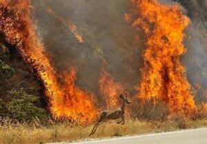 Rhona Mitra Instagram - We have enslaved the rest of the animal creation, and have treated our distant cousins in fur and feathers so badly that beyond doubt, if they were able to formulate a religion, they would depict the Devil in human form.

William Ralph Inge

Praying that when the smoke finally settles we all have the introspection and humility to stop pointing fingers, look in the mirror and take accountability for our part in this inexcusable abhorrence. 

This is the result of colonialism. 
This is the result of capitalism.
This is the result of Narcissistic Supremacy. 
This is the result of our collective 
VANITY
APATHY 
COWARDICE 
and COMPLACENCY 

And WE are the perpetrators and the plunderers of everything. 
This is on US. 

WE are CULPABLE 
Because we LET THEM 

TIME IS UP!

#wedontownthisplanet

@misanharriman