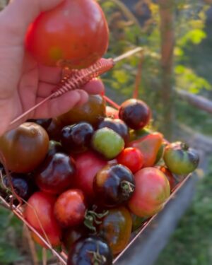Rhona Mitra Instagram - Just curious to see if a post on Tomatoes are more popular than a post on a potential Ceasefire agreement after 15 months of the first ever live-streamed Genocide in History…. 🤷🏽‍♀️ 🍅 💣 

Because if that’s the case I think I might just give up. 

Not on my tomato’s which are a complete triumph this year, but on humanity in general and in particular social media…

I mean… what’s the point, Team Human? 
I really would like to know…

🍅 ☮️

#MushroomandMe