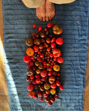 Rhona Mitra Instagram - Just curious to see if a post on Tomatoes are more popular than a post on a potential Ceasefire agreement after 15 months of the first ever live-streamed Genocide in History…. 🤷🏽‍♀️ 🍅 💣 

Because if that’s the case I think I might just give up. 

Not on my tomato’s which are a complete triumph this year, but on humanity in general and in particular social media…

I mean… what’s the point, Team Human? 
I really would like to know…

🍅 ☮️

#MushroomandMe