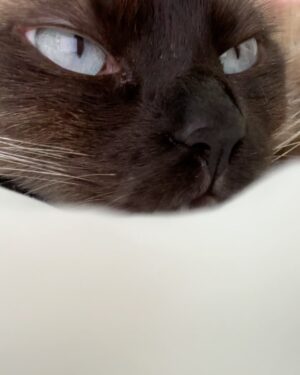Rita Lobo Instagram - Minha retrospectiva dos melhores domingos de 2024! 😹😻🙀 E, claro, pra você que está em busca da felicidade, a minha sugestão pra 2025: adote um gatinho!