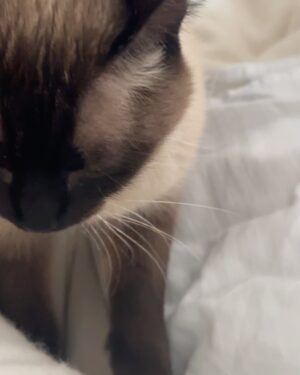 Rita Lobo Instagram - Minha retrospectiva dos melhores domingos de 2024! 😹😻🙀 E, claro, pra você que está em busca da felicidade, a minha sugestão pra 2025: adote um gatinho!