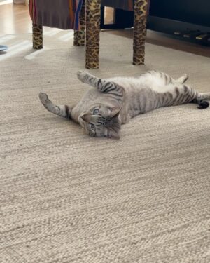 Rita Lobo Instagram - Minha retrospectiva dos melhores domingos de 2024! 😹😻🙀 E, claro, pra você que está em busca da felicidade, a minha sugestão pra 2025: adote um gatinho!