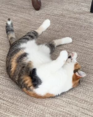 Rita Lobo Instagram - Minha retrospectiva dos melhores domingos de 2024! 😹😻🙀 E, claro, pra você que está em busca da felicidade, a minha sugestão pra 2025: adote um gatinho!