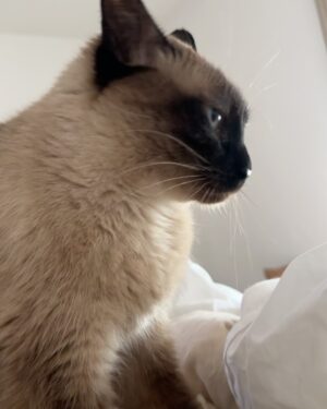 Rita Lobo Instagram - Minha retrospectiva dos melhores domingos de 2024! 😹😻🙀 E, claro, pra você que está em busca da felicidade, a minha sugestão pra 2025: adote um gatinho!